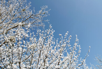 Frosty tree branches close up
