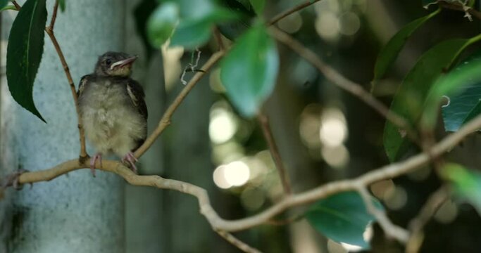 巣立ったばかりの鳥の雛を動画撮影。しばらくの間、親鳥からご飯を貰います。