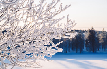 Sunrise or sunset through sparkling snow and rime ice on the branches of trees. Beautiful winter...