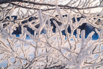 Sunrise or sunset through sparkling snow and rime ice on the branches of trees. Beautiful winter...