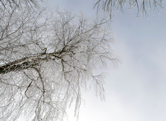 Birch branches covered with frost
