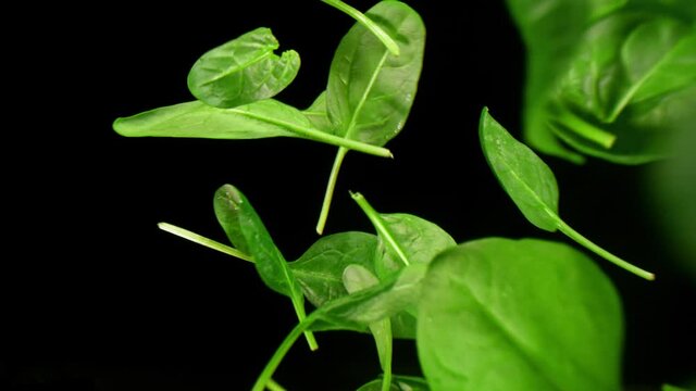 Fresh Spinach Falling on Black Background. Super Slow Motion, Wide Angle View.