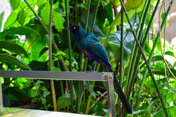 Blue long-tailed Starling among the greenery in the Zoological garden