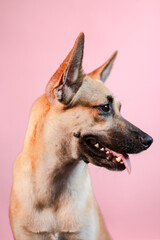 portrait of a shepherd on pink background