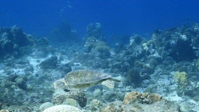 Green Sea Turtle swim in coral reef of Caribbean Sea, Curacao