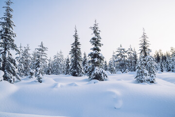 Fototapeta na wymiar Winter Christmas idyllic landscape. White trees in forest covered with snow, snowdrifts against sunset nature outdoors. Splendid Christmas scene in the fabulous forest.