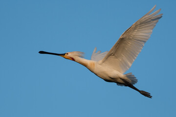 Eurasian spoonbill (Platalea leucorodia) in flight.