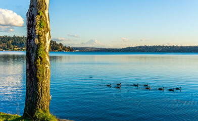 Lake And Mountain From Park 5