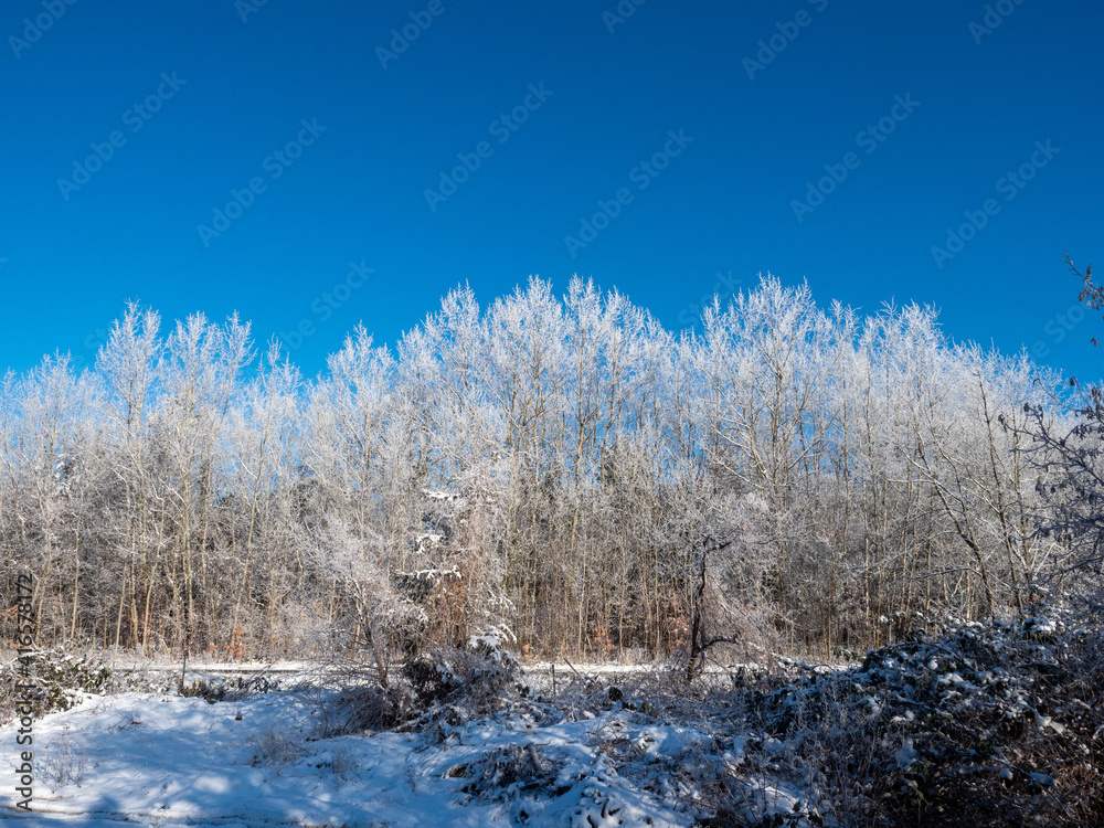 Wall mural Winterlandschaft