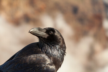 A crow rests looking the impressive landscape of clouds and volcanic mountains from the top of the Roque de los Muchachos viewpoint, on the island of La Palma, Canary Islands, Spain.