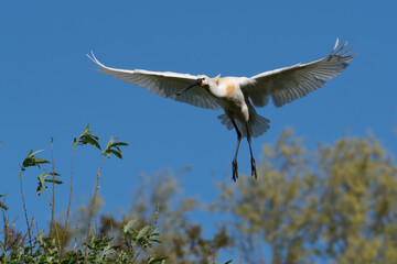 Eurasian spoonbill (Platalea leucorodia) in flight.