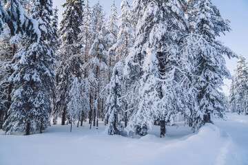 Winter magical landscape. Frosty trees in snowy forest in the sunny morning. Tranquil winter nature in sunlight. Majestic atmosphere. Snow nature. Outdoor shot.