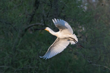 Eurasian spoonbill (Platalea leucorodia) in flight.