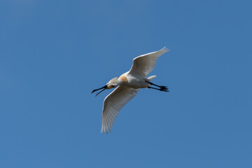 Eurasian spoonbill (Platalea leucorodia) in flight.