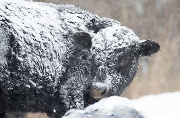Original farm animal photograph of a black angus cow covered with snow during a snow storm looking right at the camera