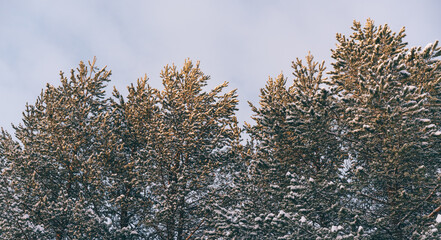 Frost-covered trees in the forest. Morning frost. Rime. Frost on branches in winter season, frost background. Frosty trees in snowy forest in the sunny morning. Tranquil winter nature in sunlight