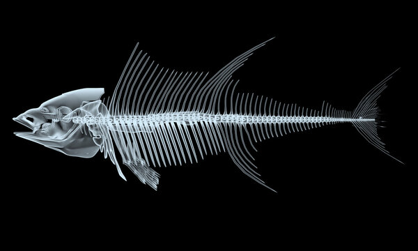 fish x-ray skeletons isolated on black background