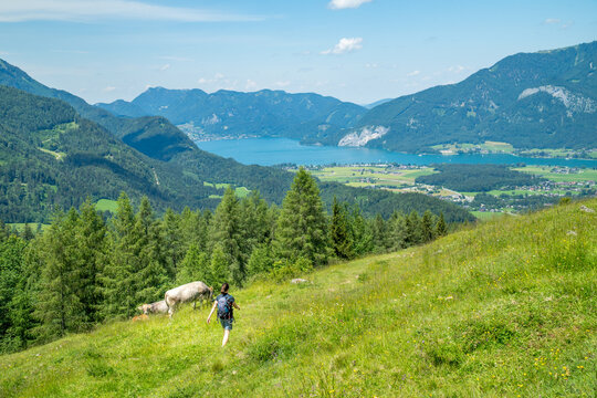 A young female hiker seen in a green landscape hiking her way in the direction Strobl am Wolfgangsee, Austria.