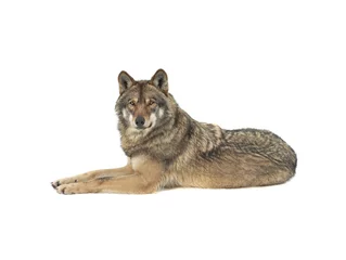 Foto op Canvas wolf lies isolated on white background © fotomaster