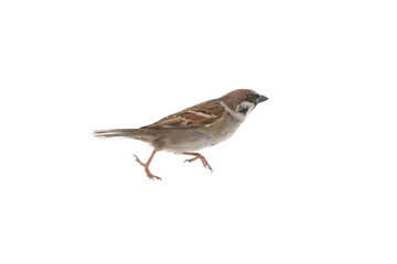 running sparrow isolated on white background