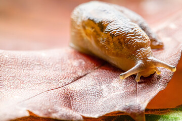 Macro of Slug Crawling on Colorful Leaves