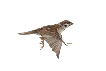 flying sparrow isolated on white background