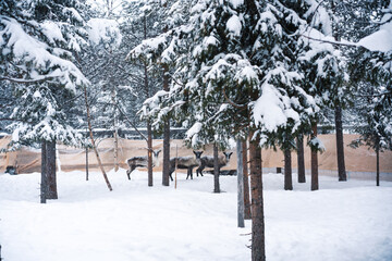 Shelter for animals and mammals on north Finland with touristic zoo, herd of young reindeer standing in corral during winter season morning with scenic landscape.