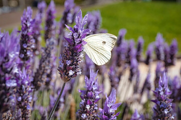 butterfly on lavender field
