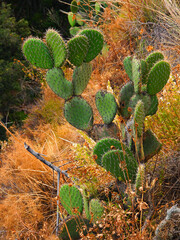 Nopal