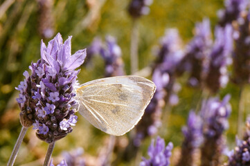 butterfly on lavender
