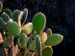 Nopal