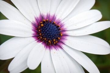 Fototapeta premium daisy flower closeup