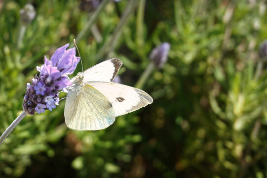 white butterfly on a flower