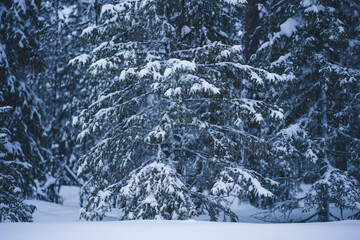 Beautiful winter scenery with trees covered snow. Scenic view of tall white trees in ice and snow in natural environment on north, beautiful wood landscape during winter season getaway destination.