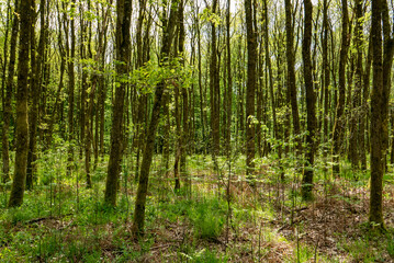 Fototapeta premium Forêt au printemps