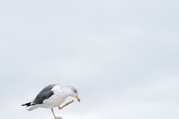 dancing seagull