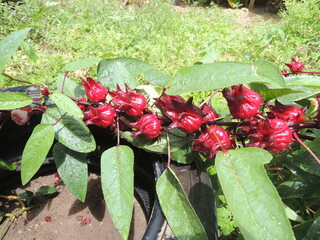 Flor de Jamaica.  Hibiscus