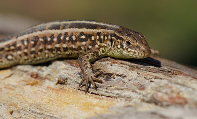 A male sand lizard (Lacerta agilis) in human hand.It's native across most of Europe,and lives eastwards to Mongolia and northwest China.It prefers grassy and sunny habitats.It's green and brown animal