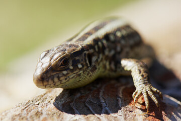 A male sand lizard (Lacerta agilis) in human hand.It's native across most of Europe,and lives eastwards to Mongolia and northwest China.It prefers grassy and sunny habitats.It's green and brown animal