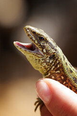 A male sand lizard (Lacerta agilis) in human hand.It's native across most of Europe,and lives eastwards to Mongolia and northwest China.It prefers grassy and sunny habitats.It's green and brown animal