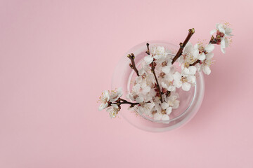 Blooming branches of an apricot tree in vase. White flowers on pink background. Top view