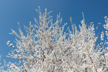 Beautiful blooming cherry tree with bees on background of blue sky in sunny spring day. Hello spring