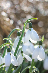 Snowdrops. First, forest flowers and sunbeams.