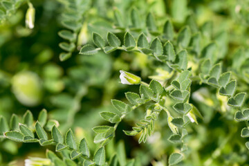 Green pod chickpea are growing on the field