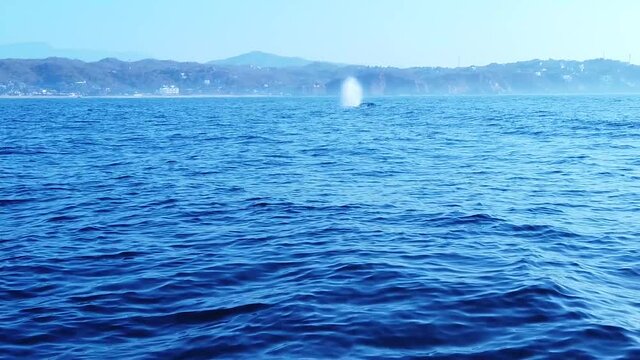 Humpback whale surfacing off coast of Zipolite, Oaxaca, Mexico, wide slow motion