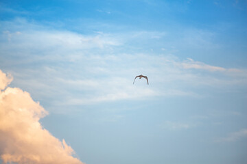bird flying over the sky above clouds