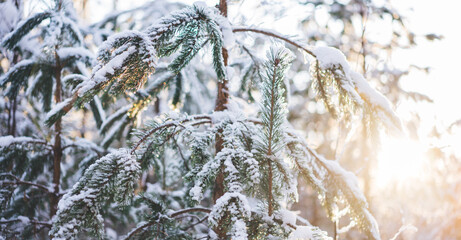 Winter christmas magical landscape. Frosty trees in snowy forest in the sunny morning. Tranquil winter nature in sunlight. Majestic atmosphere. Snow nature.