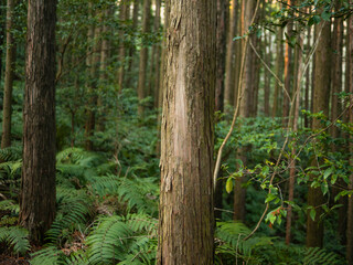 Landscape in the forest