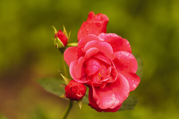 Róże czerwone © Lukasz152