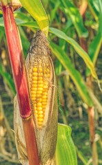 dojrzała kolba kukurydzy, ziarna kukurydzy połyskujące w słońcu, pokarm dla ludzi i zwierząt